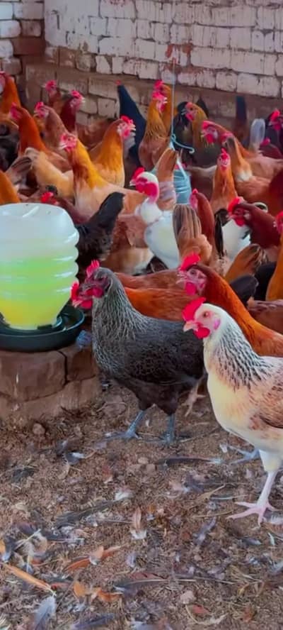 golden misri | desi hens |golden misri pathi  | eggs laying hens | hen