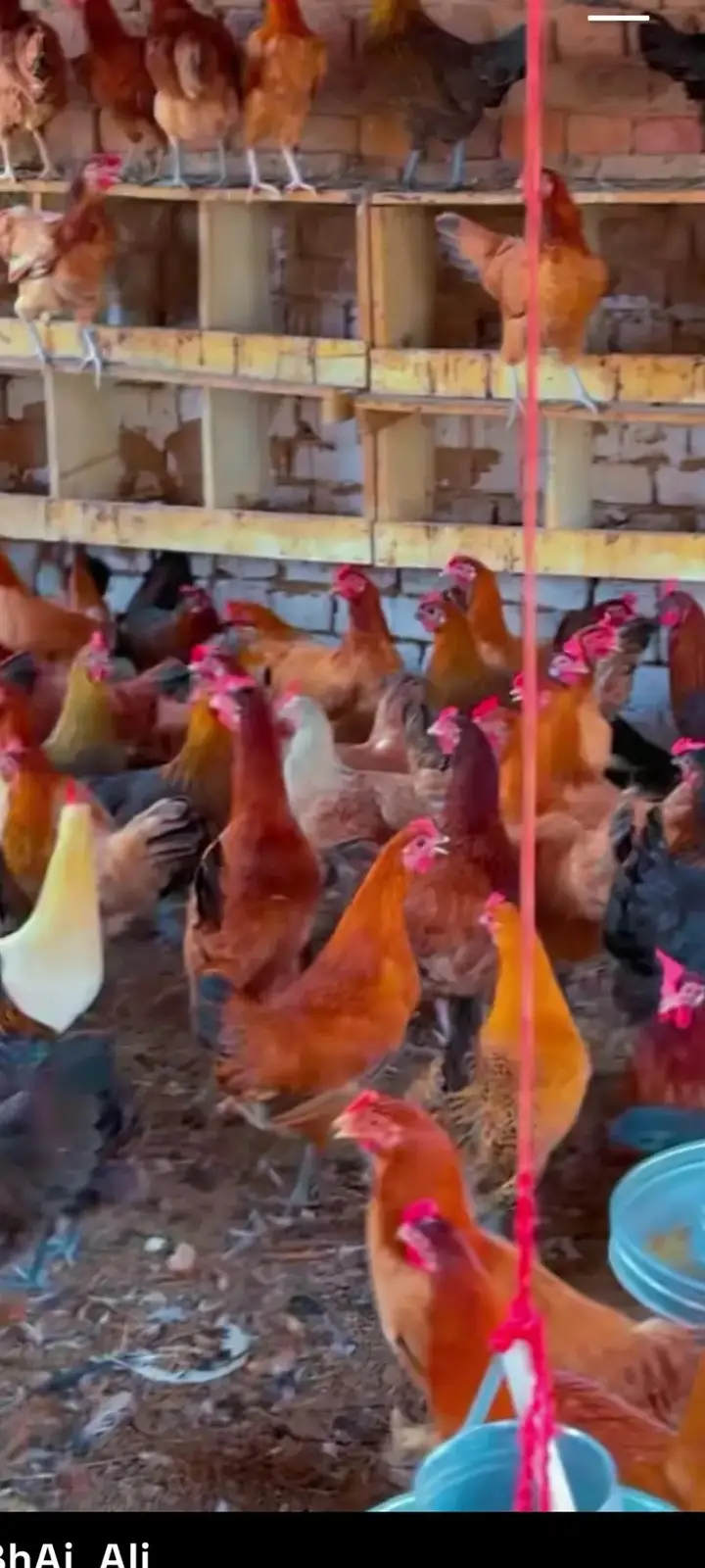 golden misri | desi hens |golden misri pathi  | eggs laying hens | hen — photo 2