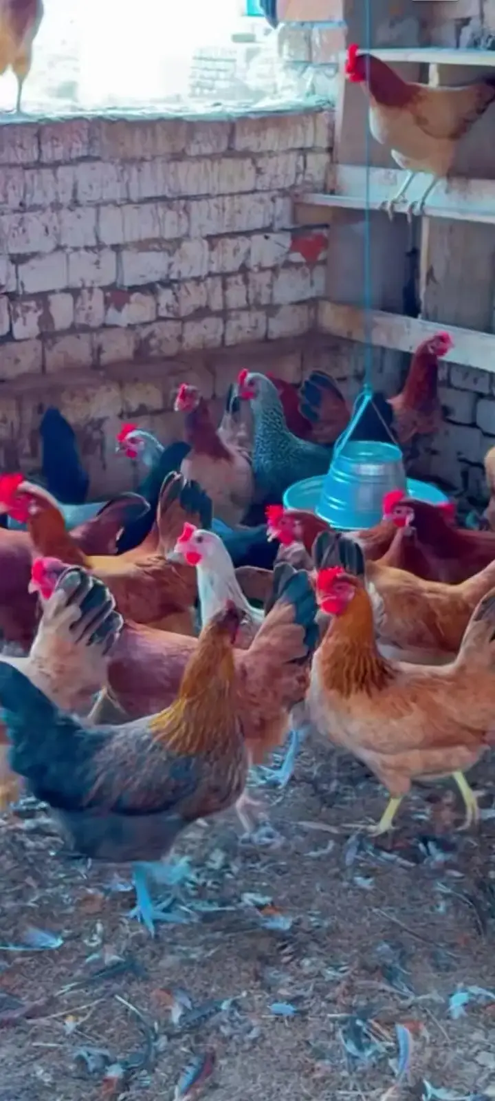 golden misri | desi hens |golden misri pathi  | eggs laying hens | hen — photo 3