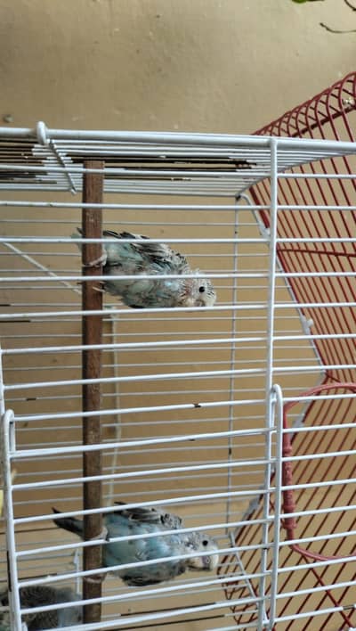 Australian Baby Chicks