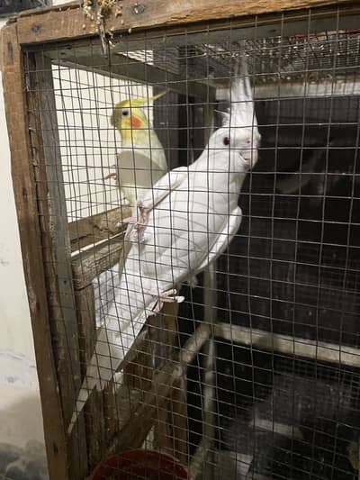 Breeder pair of cocktail