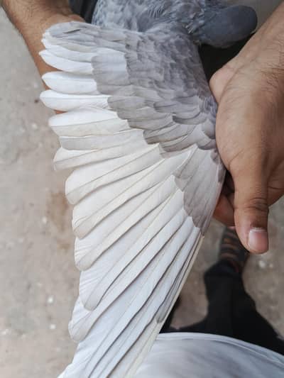 Saleti female for sale