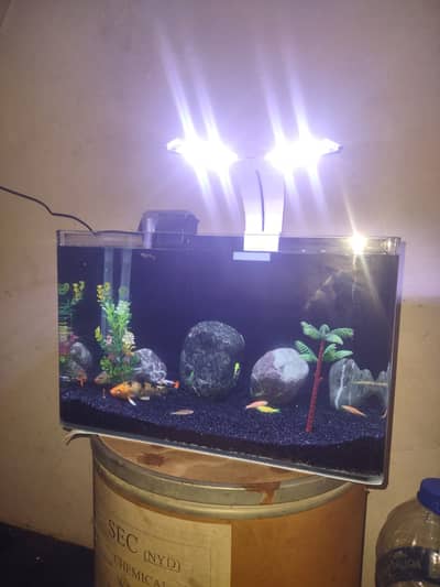 Fish aquarium