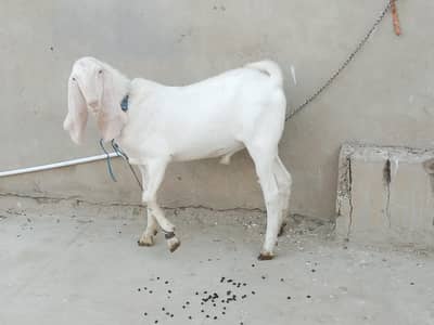 Fresh 2 dant Sindhi gulabi