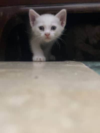 Fluffy Persian Kittens For A-d-o-p-t-i-o-n