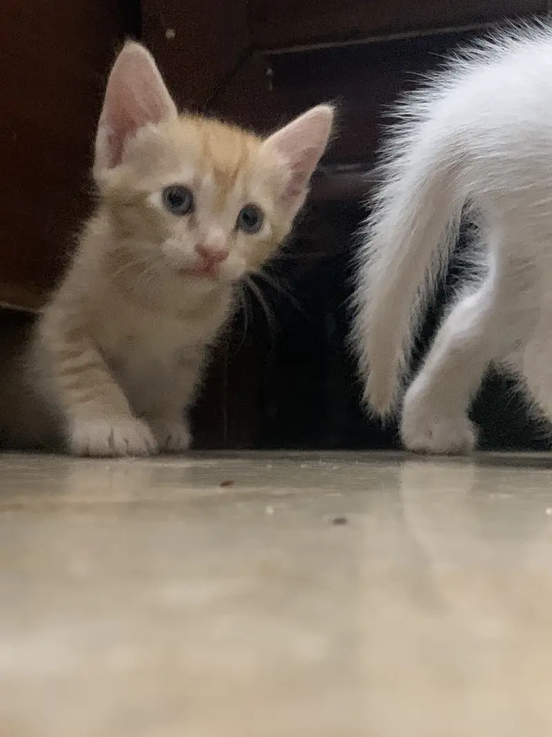 Fluffy Persian Kittens For A-d-o-p-t-i-o-n — photo 5