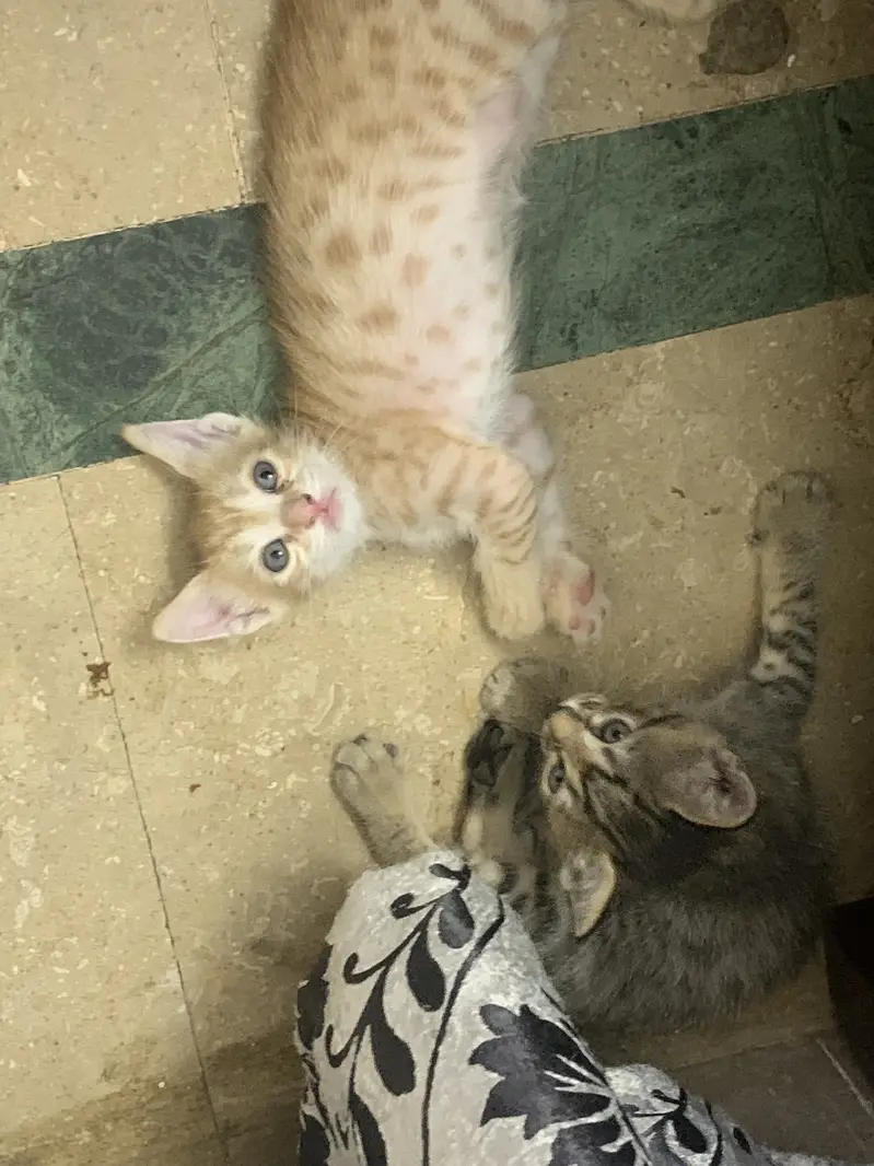 Fluffy Persian Kittens For A-d-o-p-t-i-o-n — photo 6