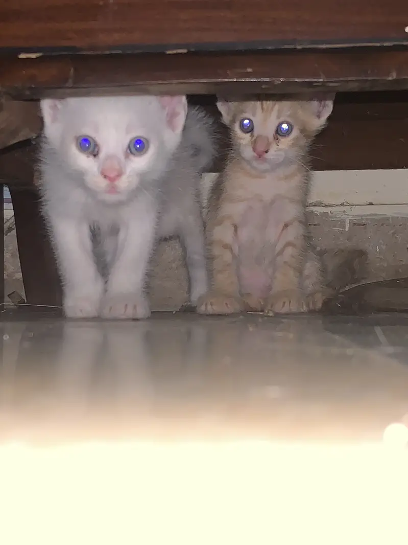 Fluffy Persian Kittens For A-d-o-p-t-i-o-n — photo 8