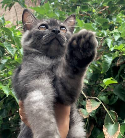 cat for sale double coated