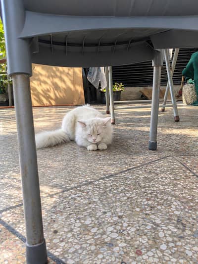 Male Persian cat double coated