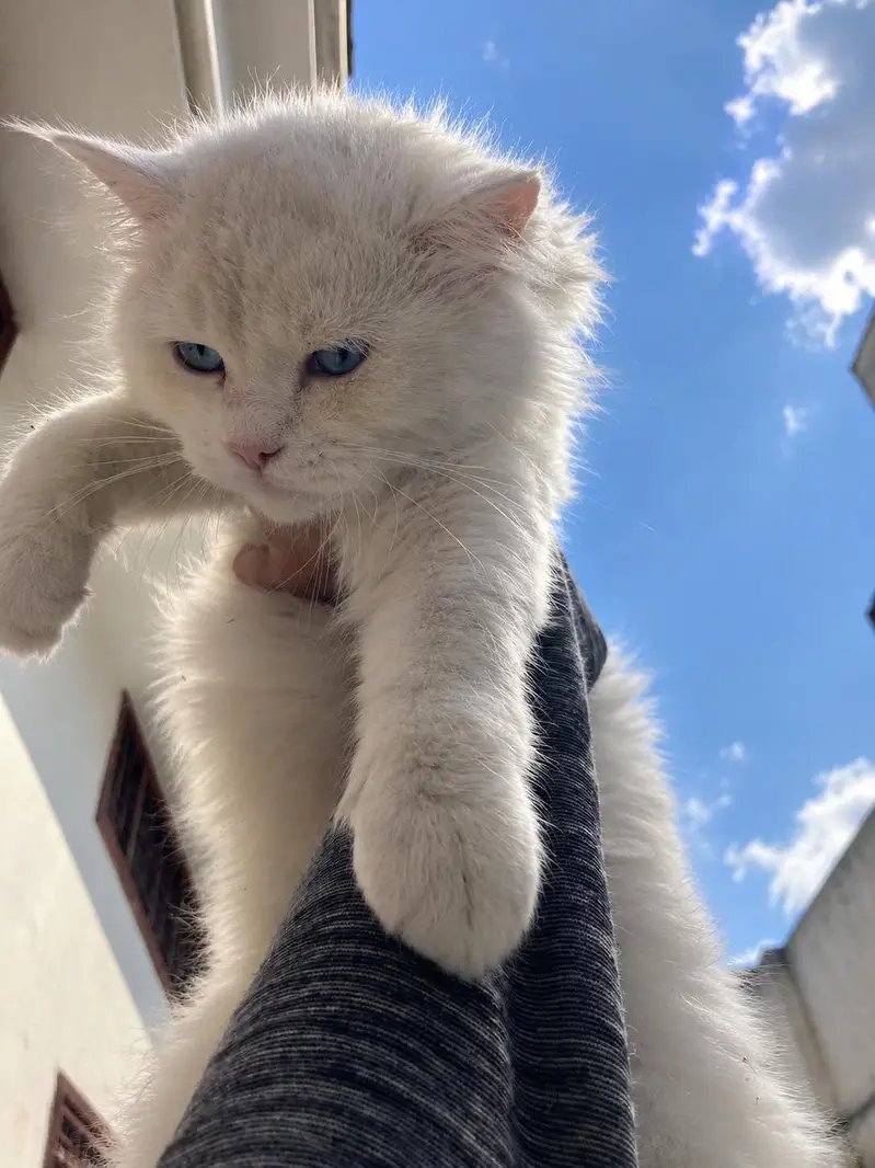 Male Persian cat double coated — photo 2