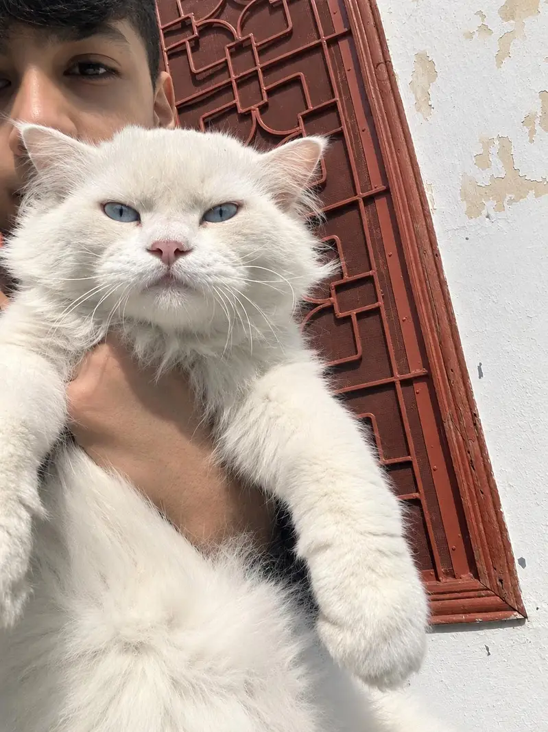 Male Persian cat double coated — photo 3