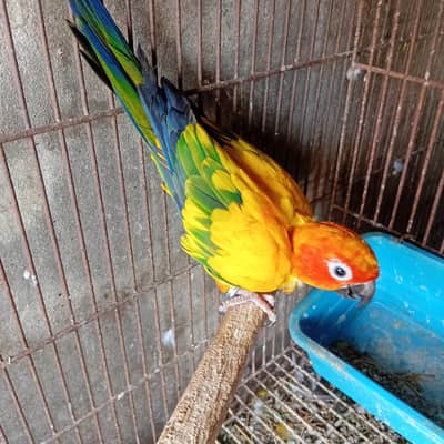 sun conure bridar male  astrlin parrot love birds  finch