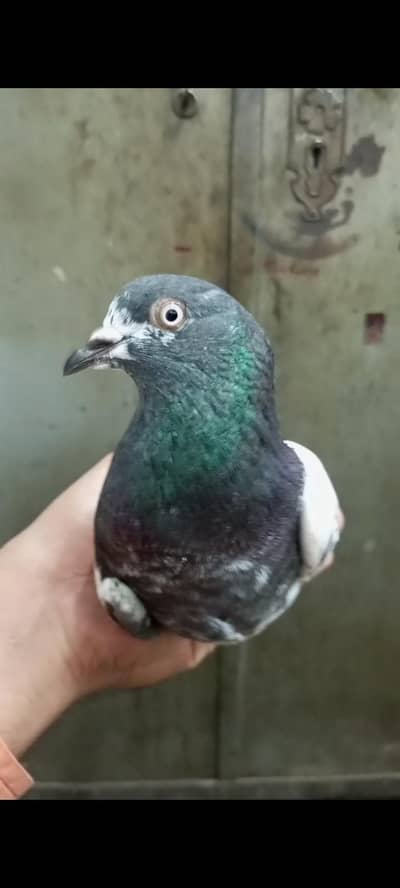 teddy male for sale