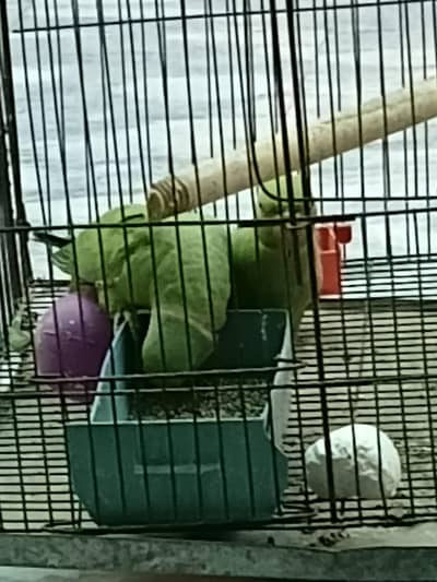 Healthy Khata Parrot Pair for Sale – Male & Female” with cage .