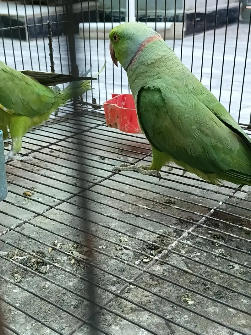 Healthy Khata Parrot Pair for Sale – Male & Female” with cage . — photo 2