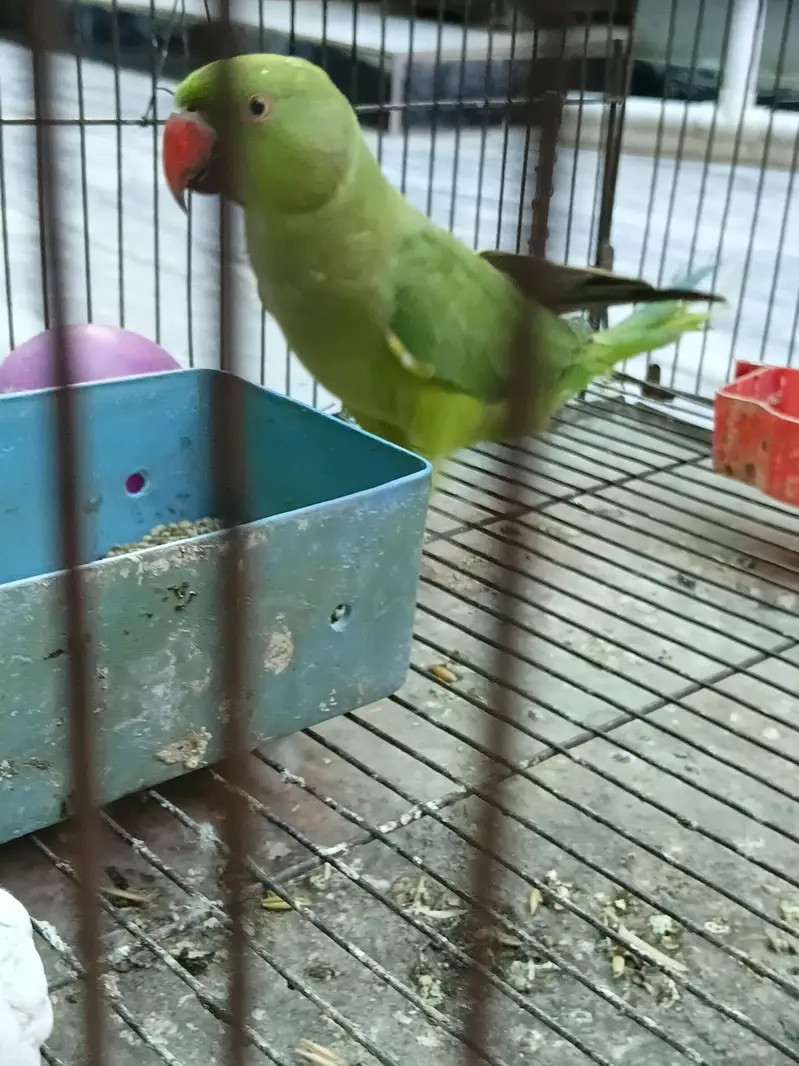 Healthy Khata Parrot Pair for Sale – Male & Female” with cage . — photo 3