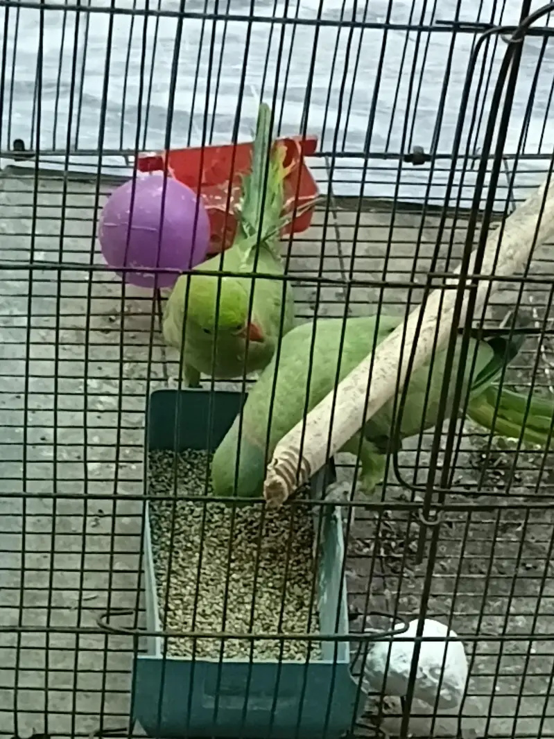 Healthy Khata Parrot Pair for Sale – Male & Female” with cage . — photo 4