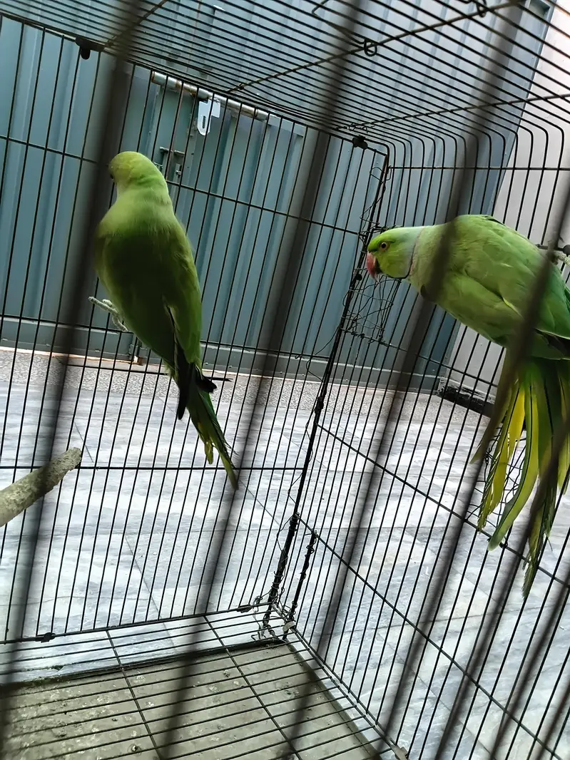 Healthy Khata Parrot Pair for Sale – Male & Female” with cage . — photo 5
