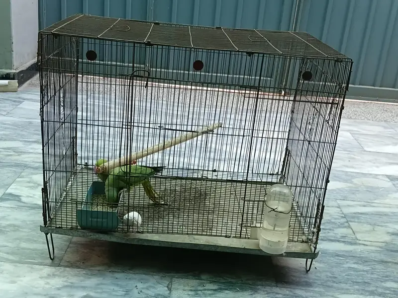 Healthy Khata Parrot Pair for Sale – Male & Female” with cage . — photo 6