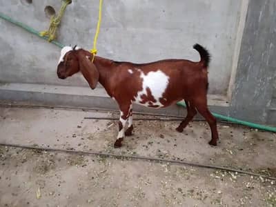 2bkriyan