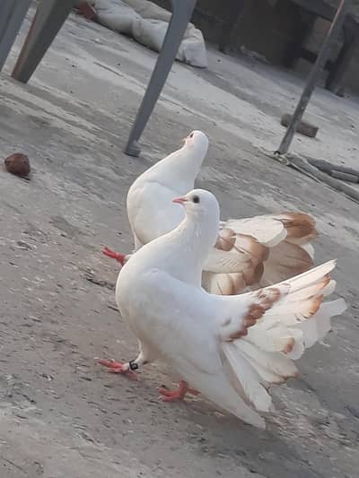 Pure Aseel Hen For Sale