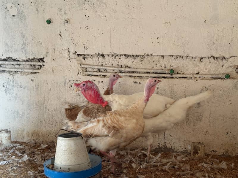 Turkey 1