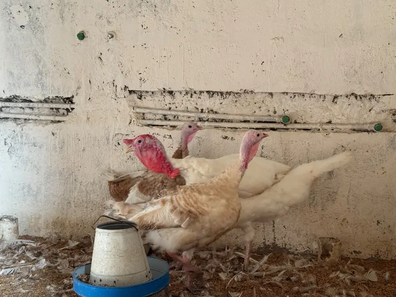 Turkey — photo 2