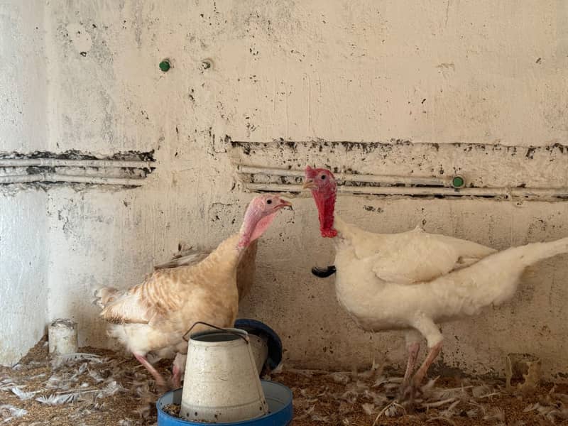 Turkey 2