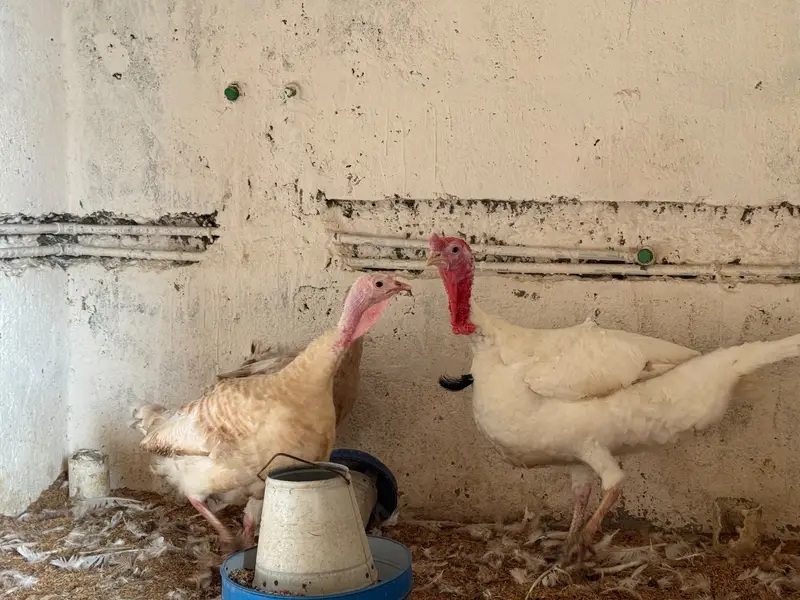 Turkey — photo 3
