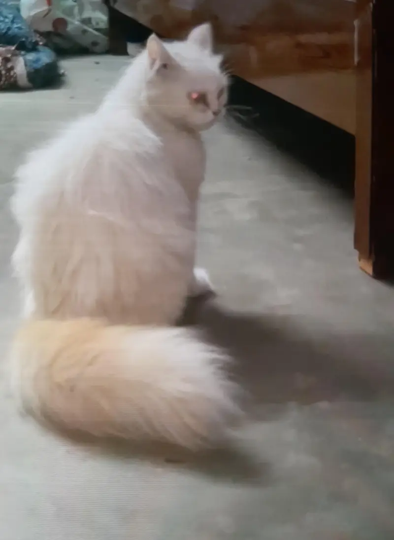 3 coated Persian female cat — photo 2