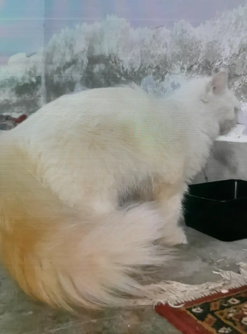3 coated Persian female cat — photo 3