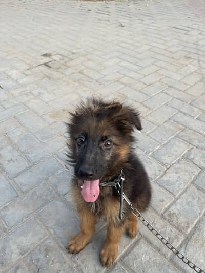Triple cout pure German shepherd