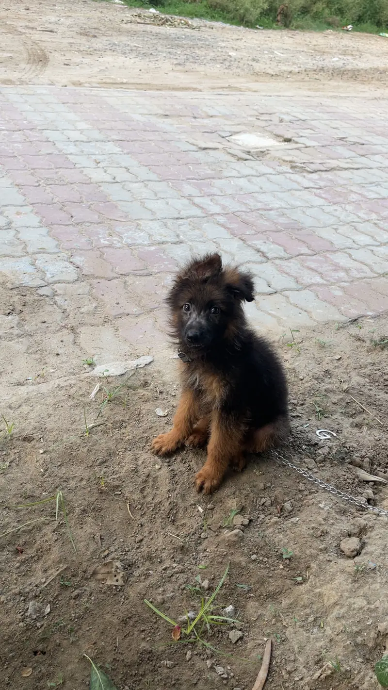 Triple cout pure German shepherd — photo 2