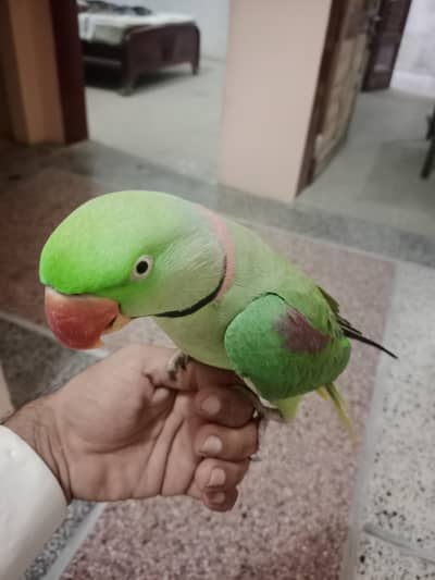 hand tap Raw parrot pure kashmiri