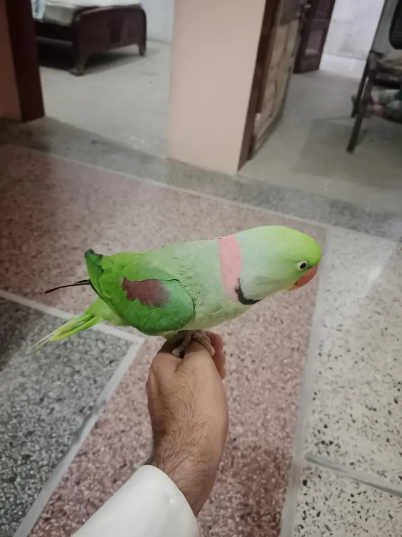 hand tap Raw parrot pure kashmiri — photo 2