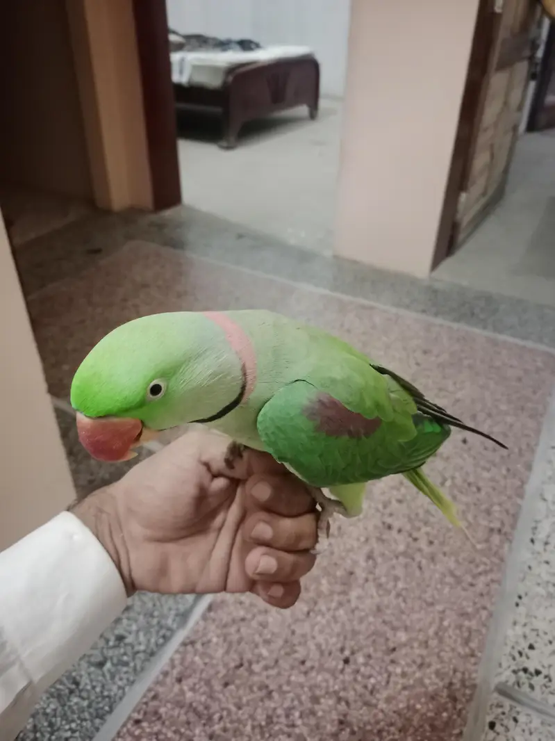 hand tap Raw parrot pure kashmiri — photo 3