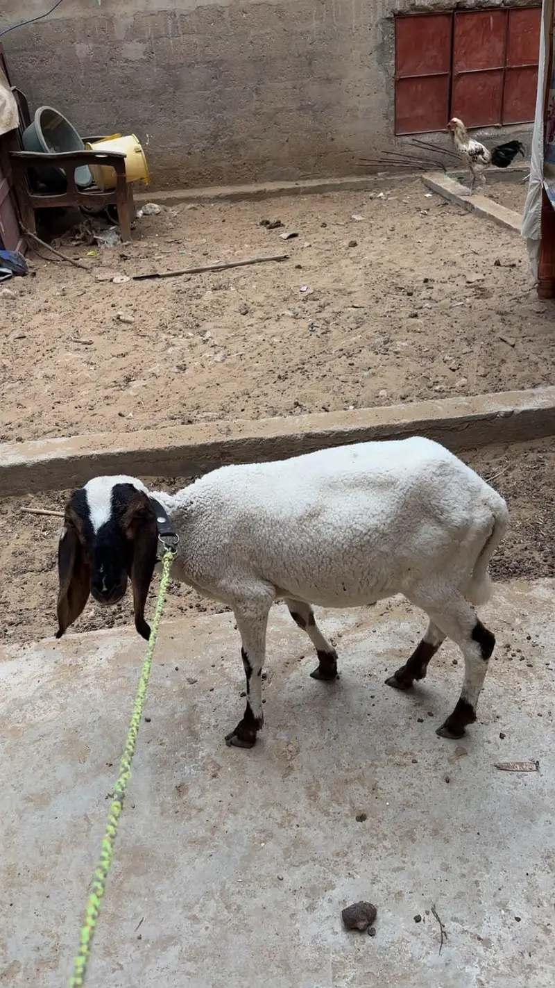 Dumbe 5 mahine ke — photo 2