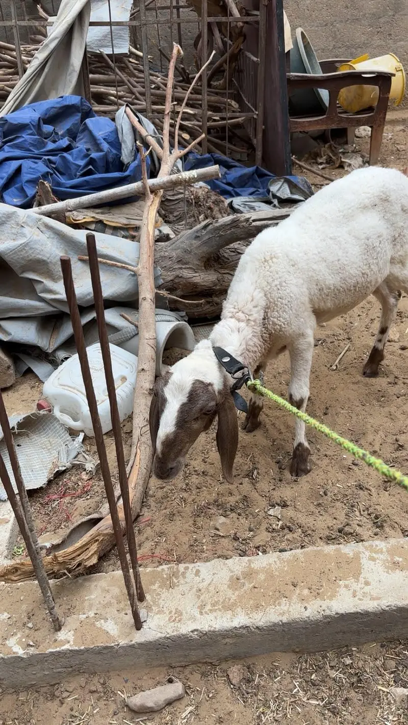 Dumbe 5 mahine ke — photo 3