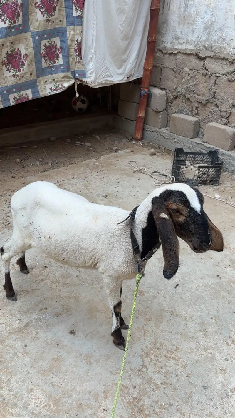 Dumbe 5 mahine ke — photo 4