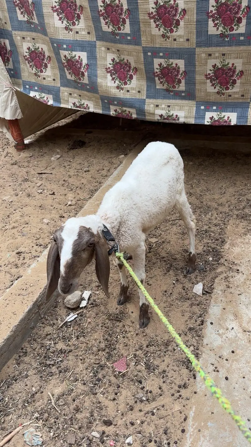 Dumbe 5 mahine ke — photo 5