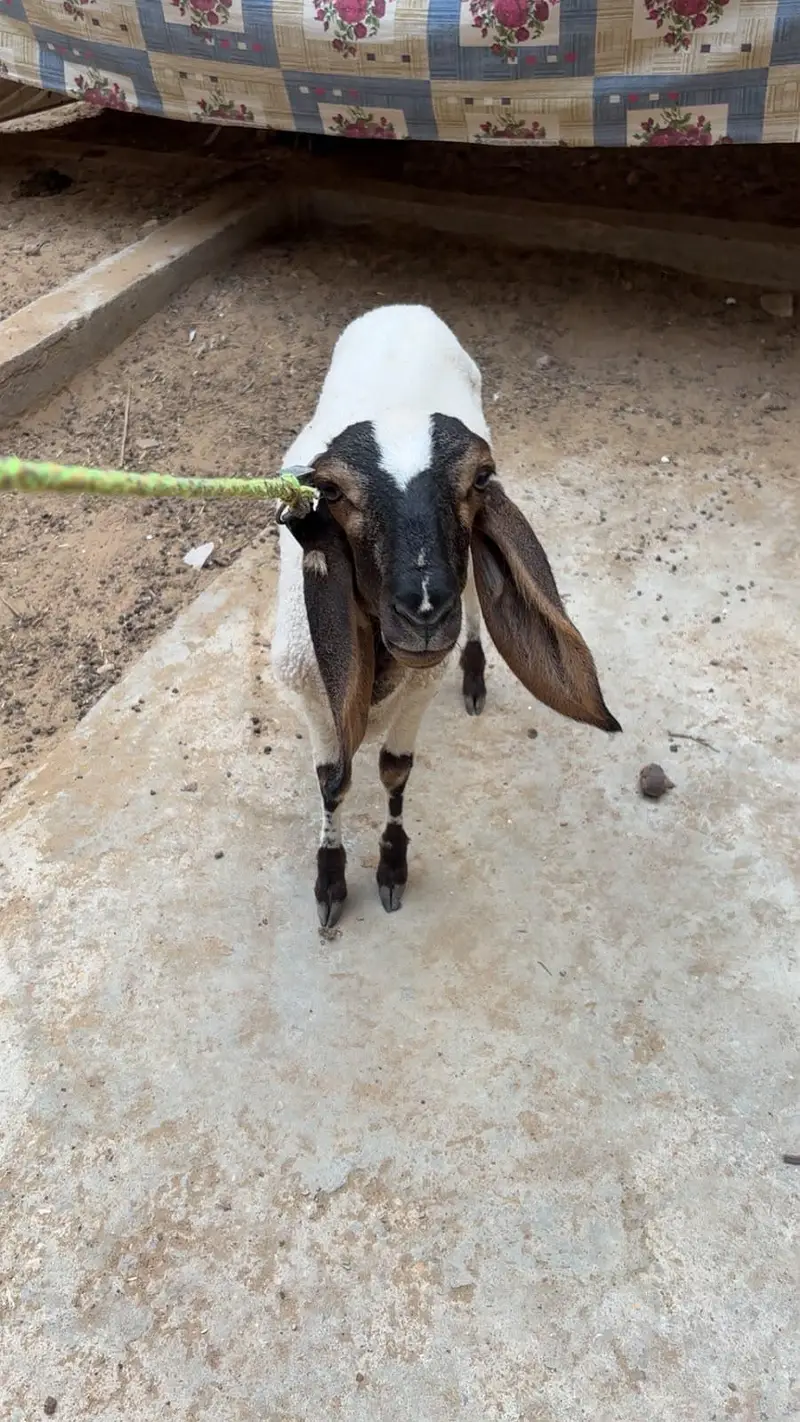 Dumbe 5 mahine ke — photo 6