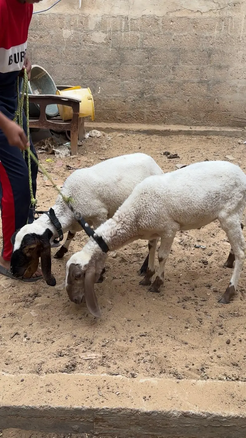 Dumbe 5 mahine ke — photo 7