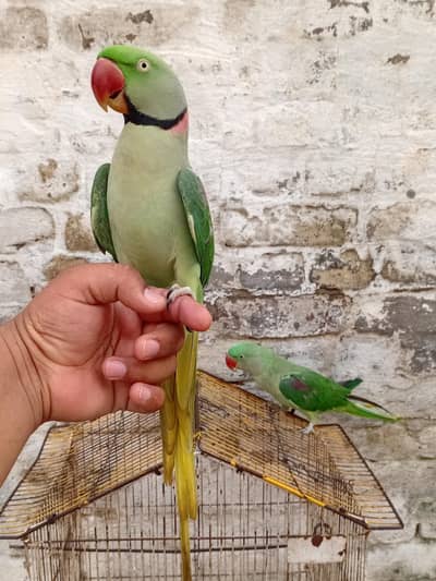 Kashmir Parrot Pair – 2 Years Old | Talking pair