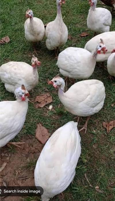 white guinea fowl eggs lying