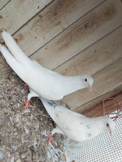 low flyer pigeon