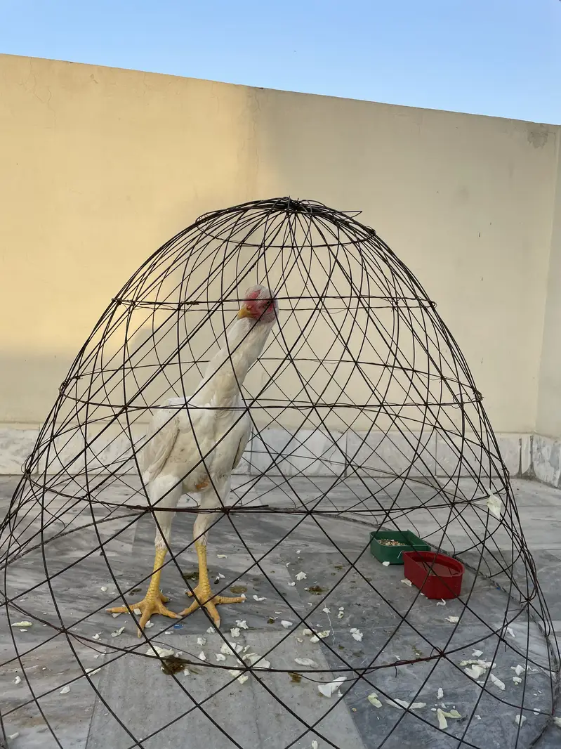 Female — photo 2