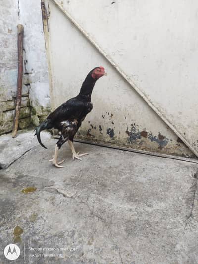 Aseel patha Murgha up for sale
