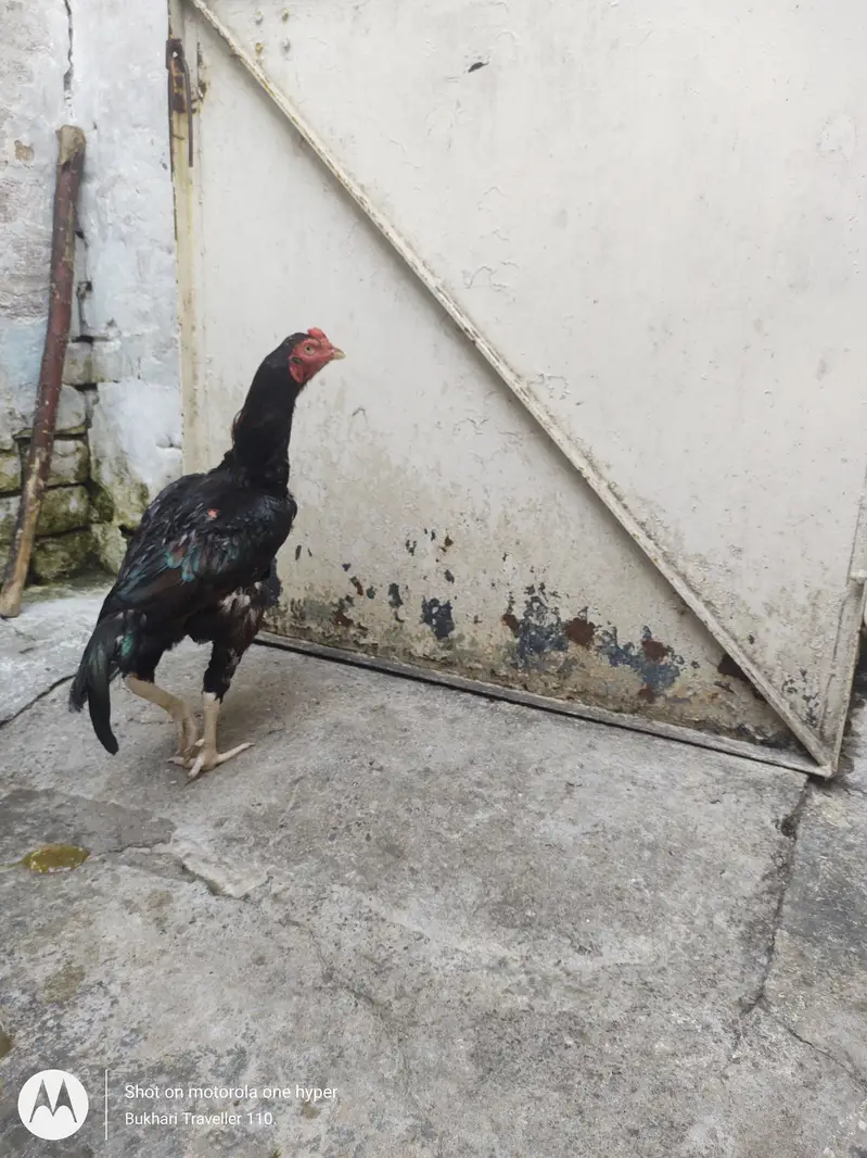 Aseel patha Murgha up for sale — photo 2