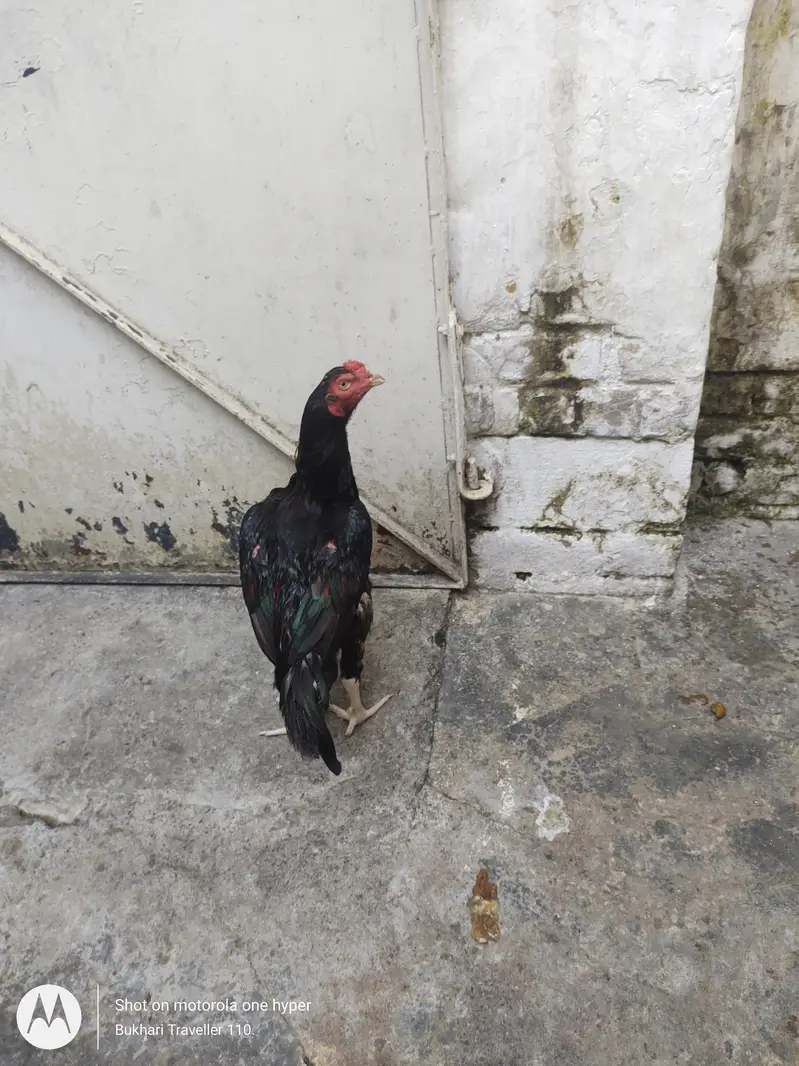 Aseel patha Murgha up for sale — photo 3
